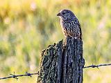 Bird On A Fence Post_DSCF06816